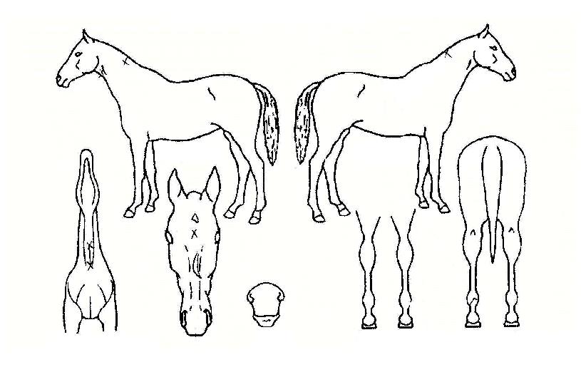 ������ ����,���,�޸�,�λ�,�ٸ��� Ư¡����