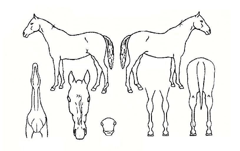 �ο����丮���� ����,���,�޸�,�λ�,�ٸ��� Ư¡����