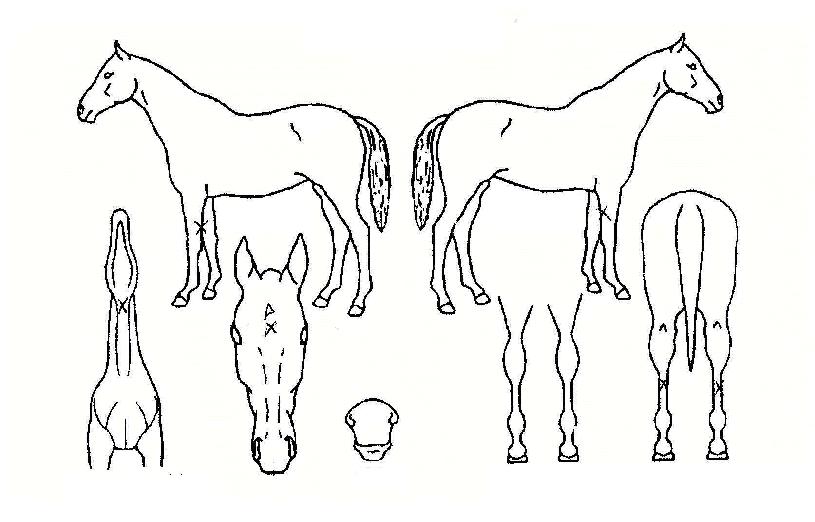 ÃÖ°íź»ýÀÇ Ãø¸é,¿ì¸é,µÞ¸é,µÎ»ó,´Ù¸®ÀÇ Æ¯Â¡µµÇØ