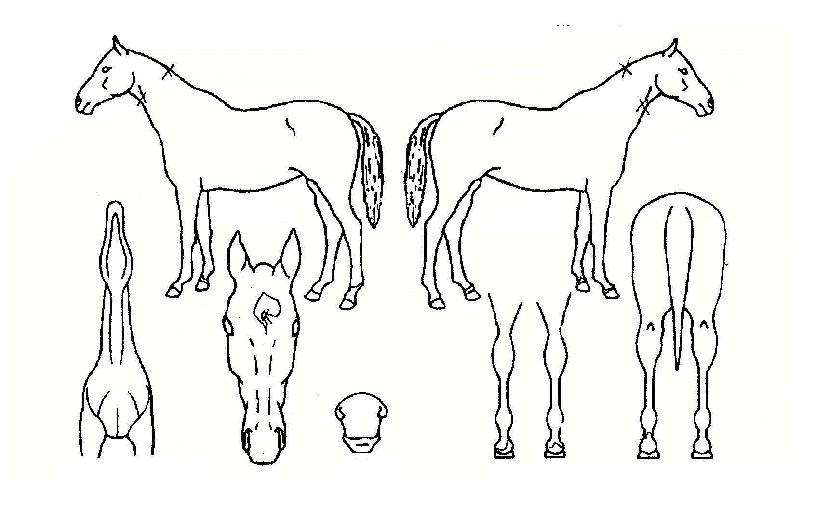 º°µû¿ÍÀÇ Ãø¸é,¿ì¸é,µÞ¸é,µÎ»ó,´Ù¸®ÀÇ Æ¯Â¡µµÇØ