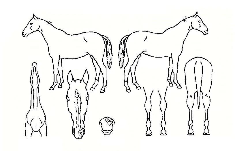 ·Î¿°¡´õÀÇ Ãø¸é,¿ì¸é,µÞ¸é,µÎ»ó,´Ù¸®ÀÇ Æ¯Â¡µµÇØ