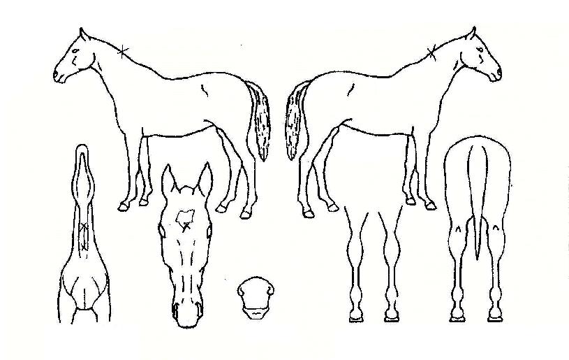 ��Ÿ���� ����,���,�޸�,�λ�,�ٸ��� Ư¡����