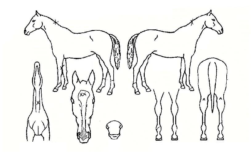 ºòÆ®¸®½ºÀÇ Ãø¸é,¿ì¸é,µÞ¸é,µÎ»ó,´Ù¸®ÀÇ Æ¯Â¡µµÇØ