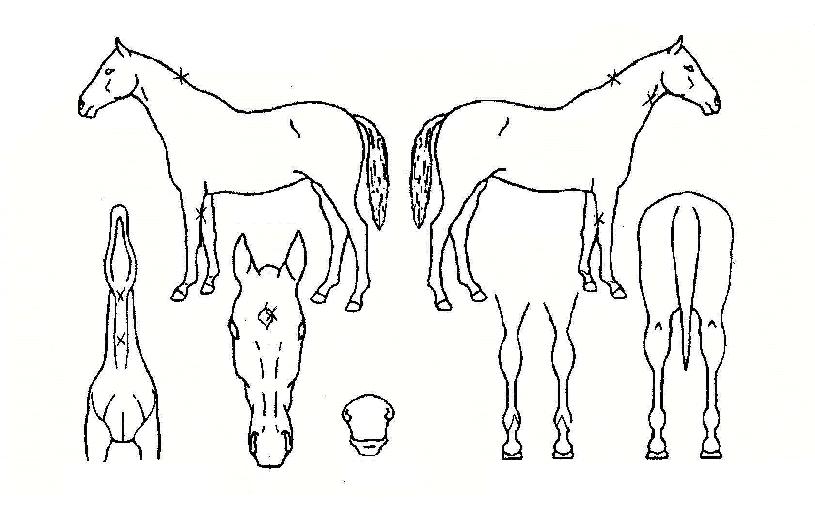 ������ģ���� ����,���,�޸�,�λ�,�ٸ��� Ư¡����