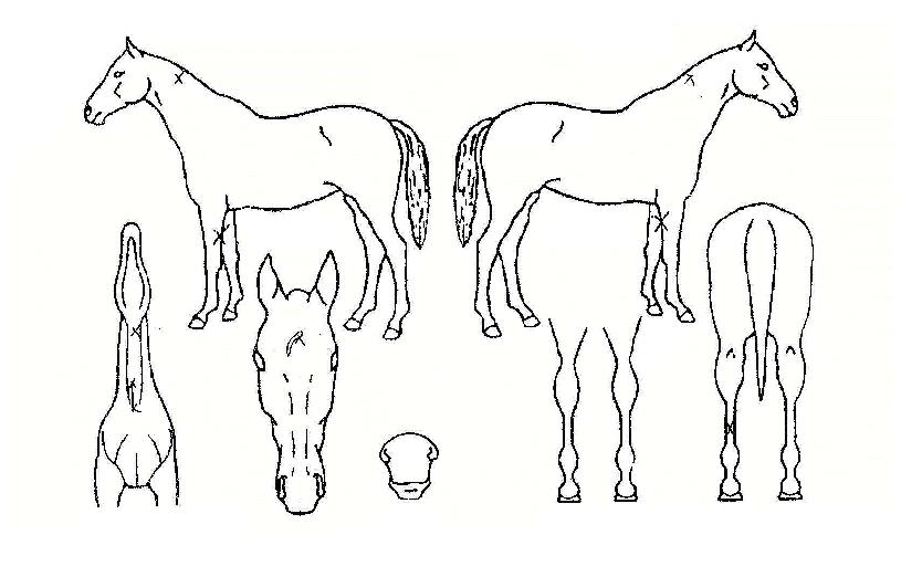 ��������� ����,���,�޸�,�λ�,�ٸ��� Ư¡����