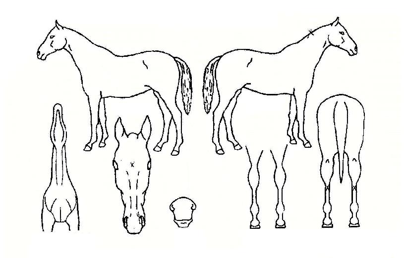 ����ġ�� ����,���,�޸�,�λ�,�ٸ��� Ư¡����