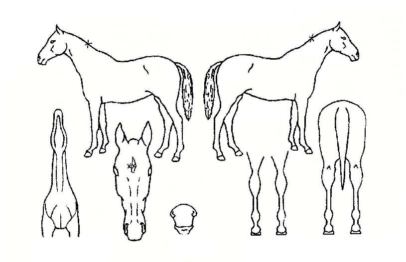 �����Ǻ��� ����,���,�޸�,�λ�,�ٸ��� Ư¡����