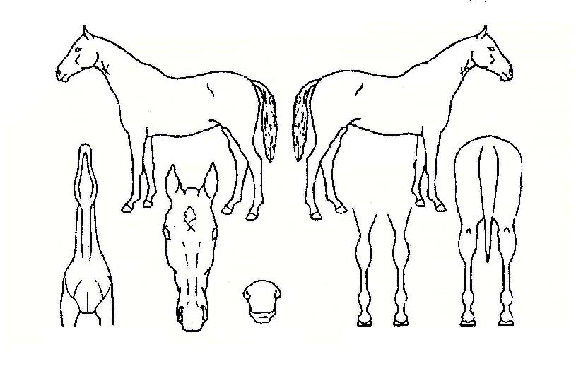 ÇÁ¶óÀ̺øÀÇ Ãø¸é,¿ì¸é,µÞ¸é,µÎ»ó,´Ù¸®ÀÇ Æ¯Â¡µµÇØ