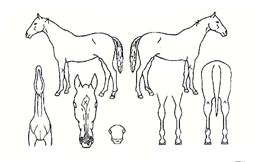 ¼¼¾î´õ¶ùÀÚ¸¶ÀÇ Ãø¸é,¿ì¸é,µÞ¸é,µÎ»ó,´Ù¸®ÀÇ Æ¯Â¡µµÇØ