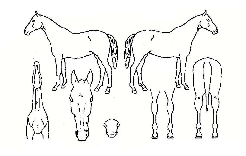 ���ѽ����� ����,���,�޸�,�λ�,�ٸ��� Ư¡����