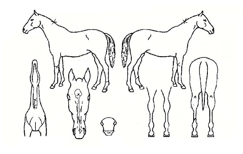 ��ġ���� ����,���,�޸�,�λ�,�ٸ��� Ư¡����