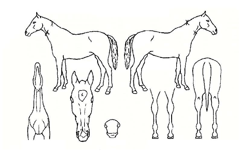 Çï·Î½º³ªÀÌÆÛÀÇ Ãø¸é,¿ì¸é,µÞ¸é,µÎ»ó,´Ù¸®ÀÇ Æ¯Â¡µµÇØ