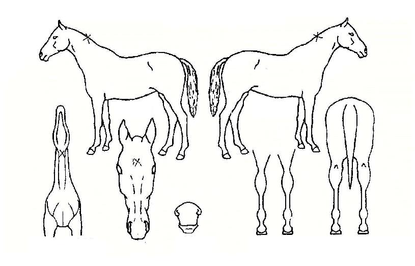 ºÎ°æ½ºÅ¸ÀÇ Ãø¸é,¿ì¸é,µÞ¸é,µÎ»ó,´Ù¸®ÀÇ Æ¯Â¡µµÇØ