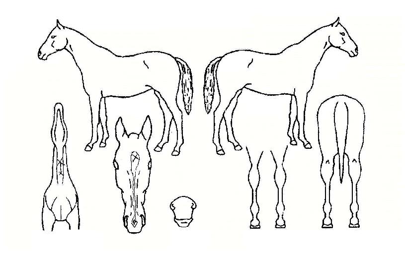 Á¦½ÃÁî·¡½ºÀÚ¸¶ÀÇ Ãø¸é,¿ì¸é,µÞ¸é,µÎ»ó,´Ù¸®ÀÇ Æ¯Â¡µµÇØ