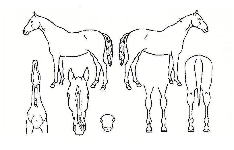 �ΰ氭Ÿ�� ����,���,�޸�,�λ�,�ٸ��� Ư¡����