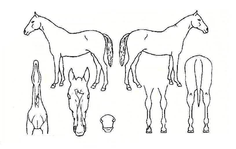 ·Î¿ÆÝÄ¡ÀÇ Ãø¸é,¿ì¸é,µÞ¸é,µÎ»ó,´Ù¸®ÀÇ Æ¯Â¡µµÇØ