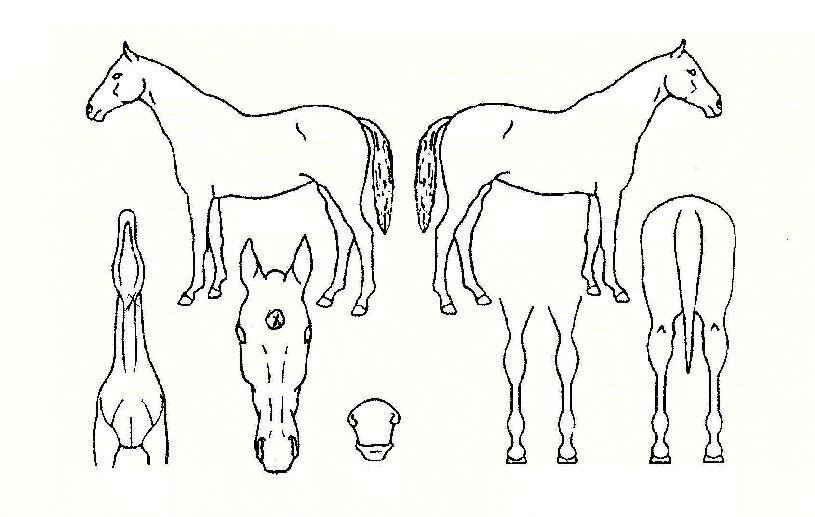 ťƮ����ťƼ���ڸ��� ����,���,�޸�,�λ�,�ٸ��� Ư¡����