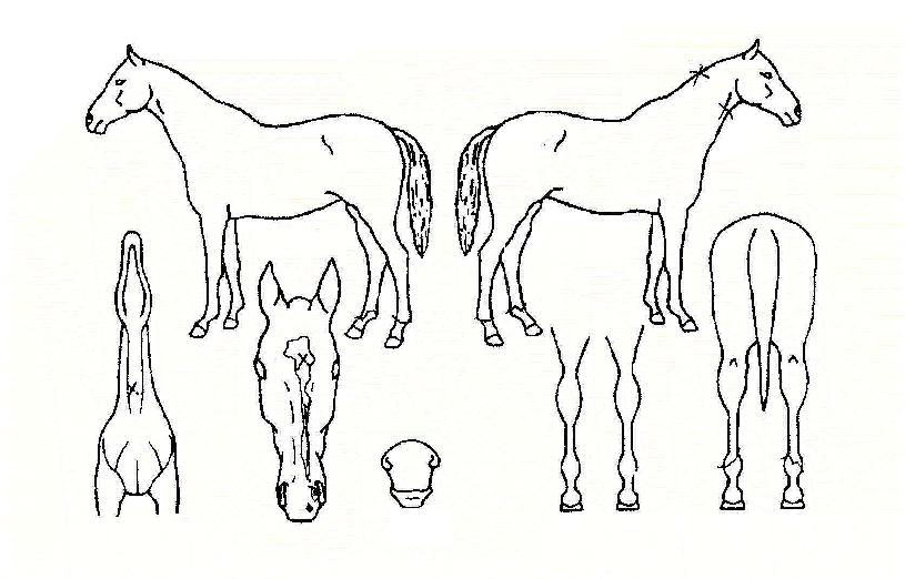 �����߽��� ����,���,�޸�,�λ�,�ٸ��� Ư¡����