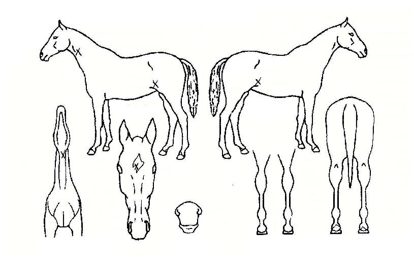 �ְ������� ����,���,�޸�,�λ�,�ٸ��� Ư¡����