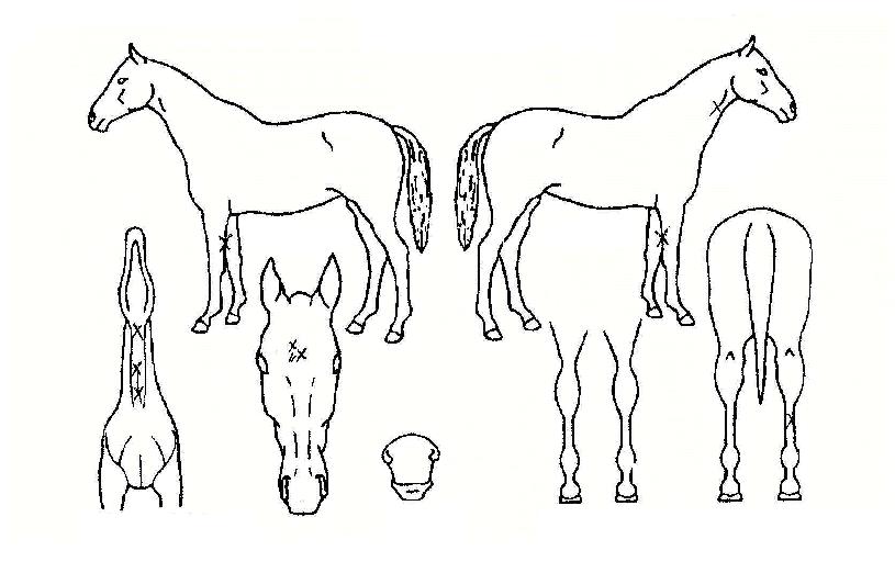 ±Ýºû¿Ã·¹ÀÇ Ãø¸é,¿ì¸é,µÞ¸é,µÎ»ó,´Ù¸®ÀÇ Æ¯Â¡µµÇØ