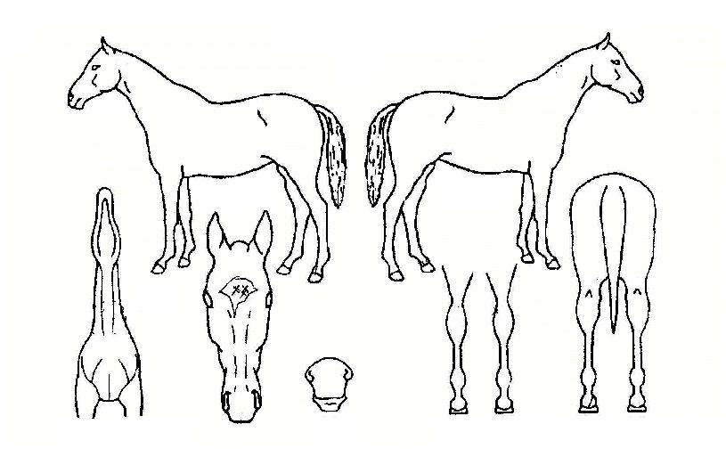 ����Ʈ���̱��� ����,���,�޸�,�λ�,�ٸ��� Ư¡����