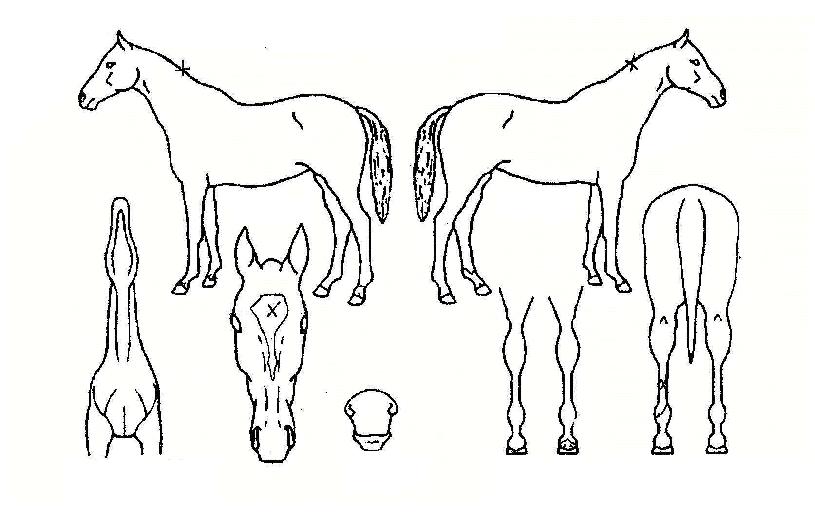 »êŸ¸¶¿ì½ºÀÇ Ãø¸é,¿ì¸é,µÞ¸é,µÎ»ó,´Ù¸®ÀÇ Æ¯Â¡µµÇØ