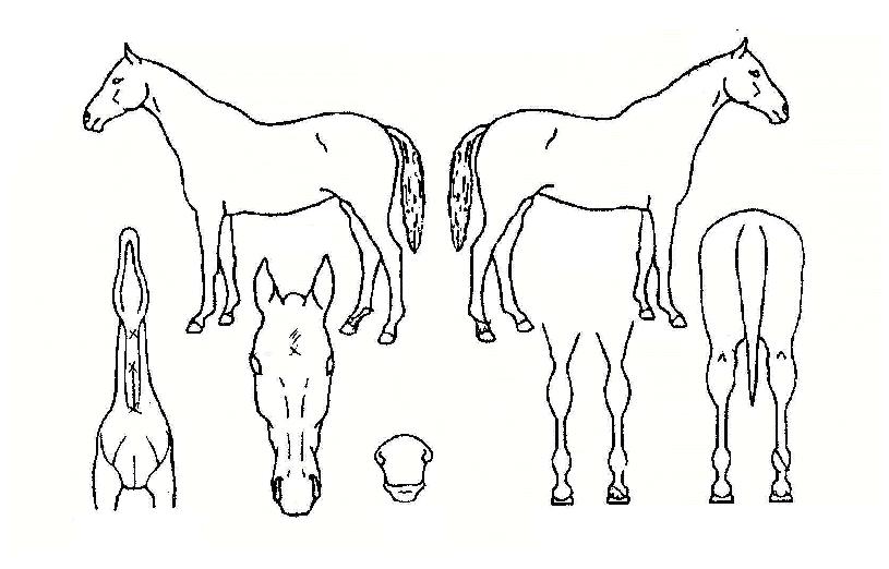 ÅõÈ¥Á¤»óÀÇ Ãø¸é,¿ì¸é,µÞ¸é,µÎ»ó,´Ù¸®ÀÇ Æ¯Â¡µµÇØ