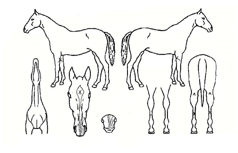 �浿���� ����,���,�޸�,�λ�,�ٸ��� Ư¡����