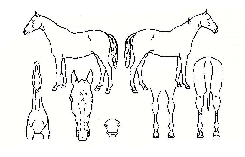 À̹麼ƮÀÇ Ãø¸é,¿ì¸é,µÞ¸é,µÎ»ó,´Ù¸®ÀÇ Æ¯Â¡µµÇØ