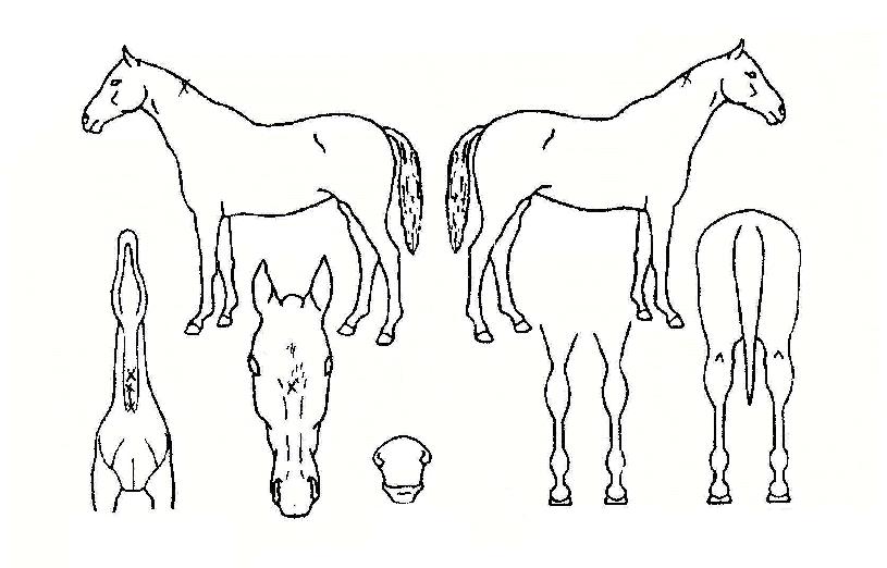 ����������� ����,���,�޸�,�λ�,�ٸ��� Ư¡����