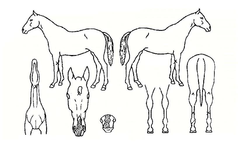 Çϳª·ÎÀÇ Ãø¸é,¿ì¸é,µÞ¸é,µÎ»ó,´Ù¸®ÀÇ Æ¯Â¡µµÇØ