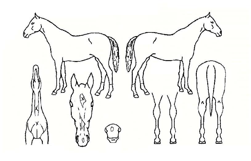 �ٹ�Ʈ�� ����,���,�޸�,�λ�,�ٸ��� Ư¡����