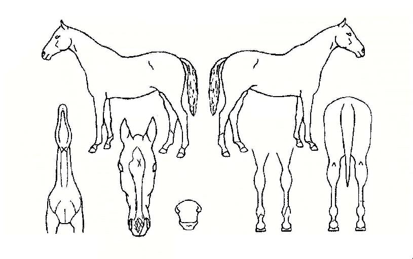 ¸®¾óÆÄÀÌÅÍÀÇ Ãø¸é,¿ì¸é,µÞ¸é,µÎ»ó,´Ù¸®ÀÇ Æ¯Â¡µµÇØ