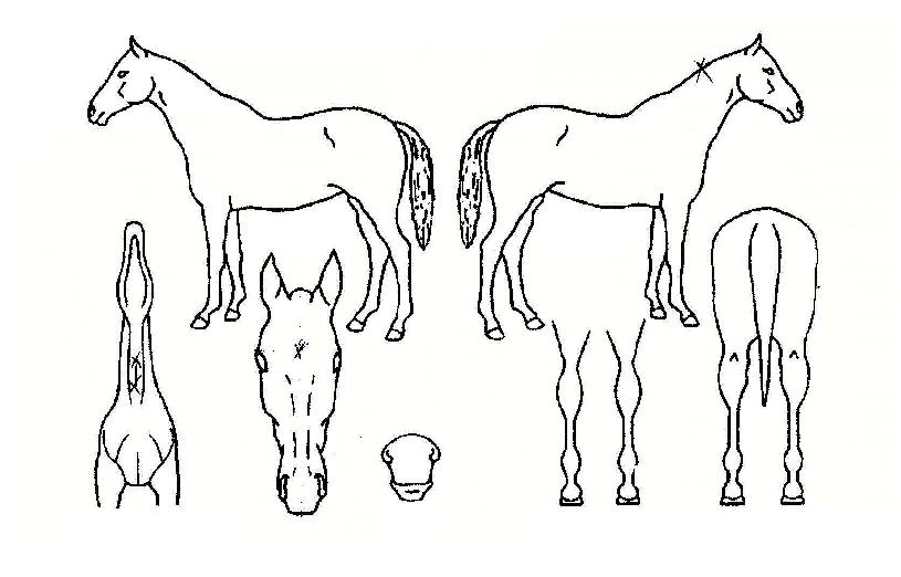 �̾߸����� ����,���,�޸�,�λ�,�ٸ��� Ư¡����