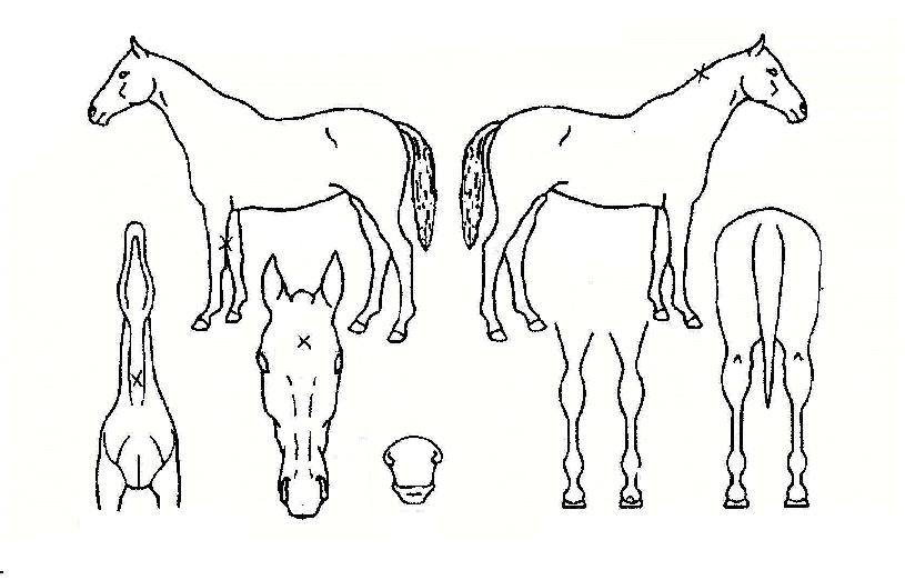 ����Ǯ���� ����,���,�޸�,�λ�,�ٸ��� Ư¡����