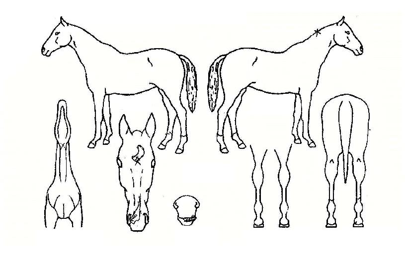 ������� ����,���,�޸�,�λ�,�ٸ��� Ư¡����