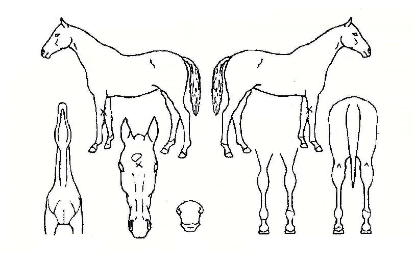 ´ë±ÇÀÇ Ãø¸é,¿ì¸é,µÞ¸é,µÎ»ó,´Ù¸®ÀÇ Æ¯Â¡µµÇØ