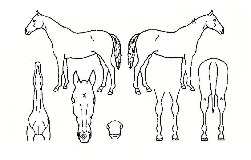 �����ۺ��� ����,���,�޸�,�λ�,�ٸ��� Ư¡����