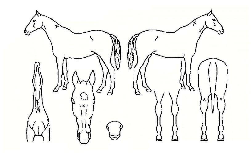 ����ī�ڸ��� ����,���,�޸�,�λ�,�ٸ��� Ư¡����