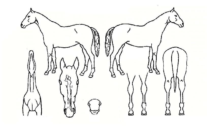 ������ ����,���,�޸�,�λ�,�ٸ��� Ư¡����