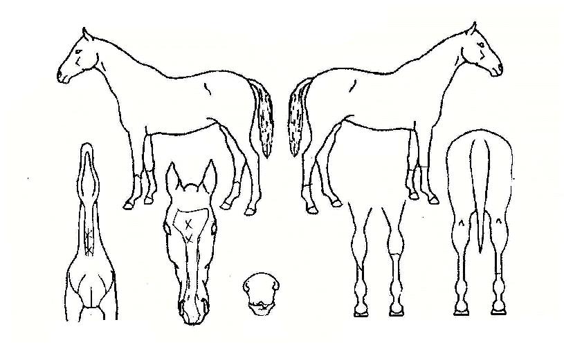 ���������� ����,���,�޸�,�λ�,�ٸ��� Ư¡����