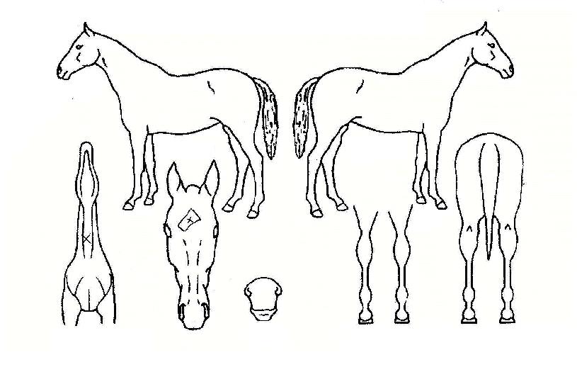 �������� ����,���,�޸�,�λ�,�ٸ��� Ư¡����