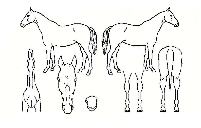 ¿¡ÀÎÆ®³ë·¹À̵ðÀÚ¸¶ÀÇ Ãø¸é,¿ì¸é,µÞ¸é,µÎ»ó,´Ù¸®ÀÇ Æ¯Â¡µµÇØ