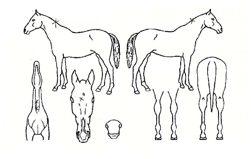 °³¼±°ÀÚÀÇ Ãø¸é,¿ì¸é,µÞ¸é,µÎ»ó,´Ù¸®ÀÇ Æ¯Â¡µµÇØ