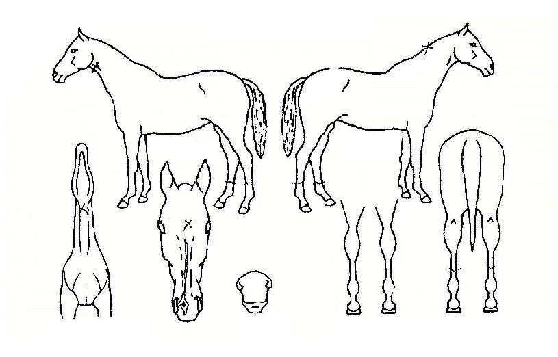 ������� ����,���,�޸�,�λ�,�ٸ��� Ư¡����