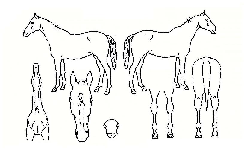 ¶ô½´¹ÌÀÇ Ãø¸é,¿ì¸é,µÞ¸é,µÎ»ó,´Ù¸®ÀÇ Æ¯Â¡µµÇØ