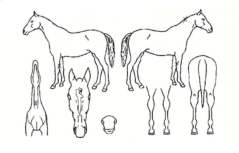 ¿ì°øÀÌ»êÀÇ Ãø¸é,¿ì¸é,µÞ¸é,µÎ»ó,´Ù¸®ÀÇ Æ¯Â¡µµÇØ