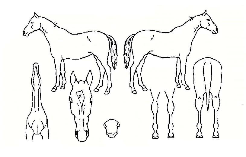 ¸ÞÀ̵åÄ·ÇÁÀÇ Ãø¸é,¿ì¸é,µÞ¸é,µÎ»ó,´Ù¸®ÀÇ Æ¯Â¡µµÇØ