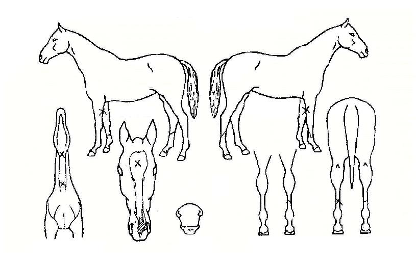 ´ë¼ºÅÃÆ¼ÄÃÀÇ Ãø¸é,¿ì¸é,µÞ¸é,µÎ»ó,´Ù¸®ÀÇ Æ¯Â¡µµÇØ