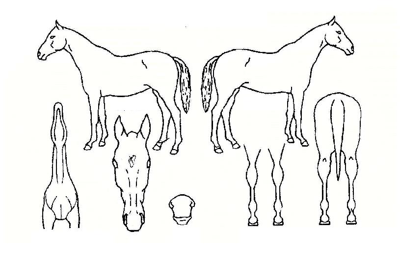 �������� ����,���,�޸�,�λ�,�ٸ��� Ư¡����